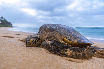 Sea Turtle 