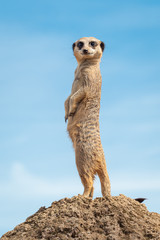 Meerkat on look-out