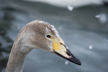 Close-up view of the head of a swan. "Lebedinyj" Swan Nature Reserve, "Svetloye" lake, Urozhaynoye Village, Sovetsky District, Altai region, Russia