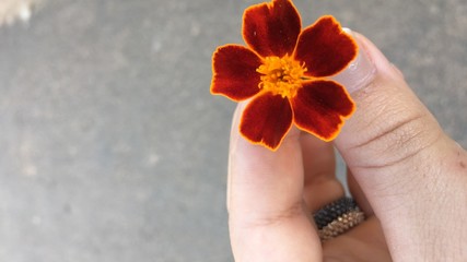 flower in hand