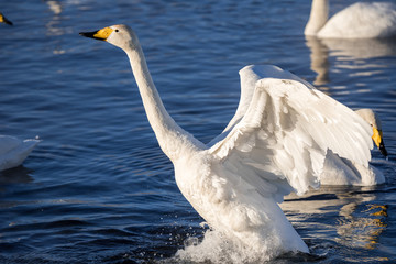 Close-up view of the head of a swan. 