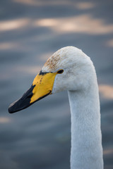Close-up view of the head of a swan. 