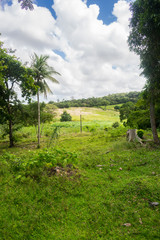 Fototapeta na wymiar A view of the countryside of Itamaraca island - Pernambuco state, Brazil