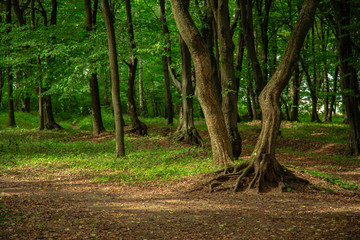 deep green forest peaceful scenic landscape natural environment with big roots picturesque tree and lonely ground trail 
