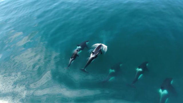 Group of Killer whales Orcinus orca traveling in blue ocean water, wildlife aerial shot, natural background