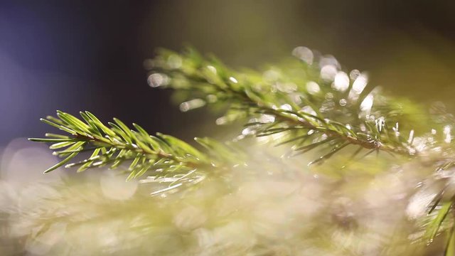 Blurry spruce twig closeup in sunny forest.