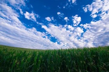 Plantacion de maiz con fondo de cielo azul y nubes.