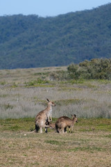 Wild Kangaroos in a field in Australia
