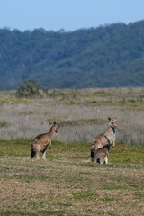 Wild Kangaroos in a field in Australia