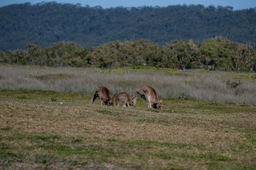 Wild Kangaroos in a field in Australia