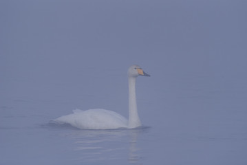 A lone swan swims in the winter on the lake. 
