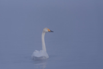 A lone swan swims in the winter on the lake. 