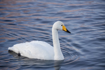 A lone swan swims in the winter on the lake. "Lebedinyj" Swan Nature Reserve, "Svetloye" lake, Urozhaynoye Village, Sovetsky District, Altai region, Russia