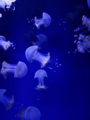 Obraz premium Jellyfish with neon glow light effect in sea aquarium