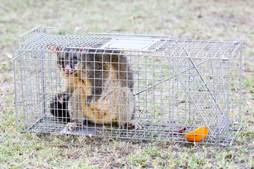 Possum Caught In a Trap