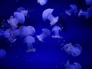 Fototapeta na wymiar Jellyfish with neon glow light effect in sea aquarium