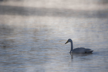 A lone swan swims in the winter on the lake. "Lebedinyj" Swan Nature Reserve, "Svetloye" lake, Urozhaynoye Village, Sovetsky District, Altai region, Russia