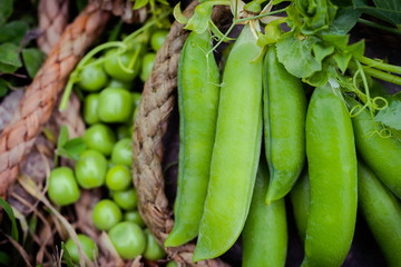 Close-up of fresh green peas and pea pods with leaves just plucked from the garden . Healthy food background