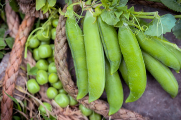 Close-up of fresh green peas and pea pods with leaves just plucked from the garden . Healthy food background