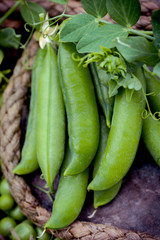 Close-up of fresh green peas and pea pods with leaves just plucked from the garden . Healthy food background