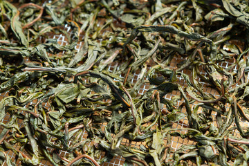 Process of making tea from blooming Sally known as Russian Ivan tea or Koporye tea, preparing leaves for fermentation, preparing leaves for drying