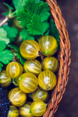 Close up  top view of fresh  juicy ripe berries of the gooseberry  in a basket.
