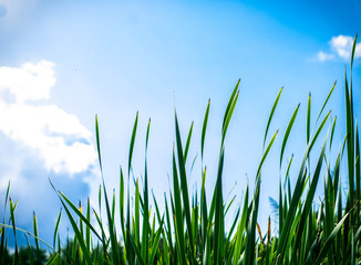 Long, calming green grass on the blue, clear sky backgroud