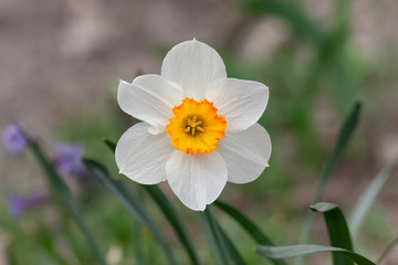 White-yellow daffodil in the garden
