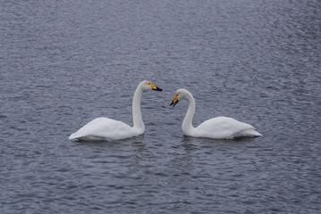 Two swans in love swim beautifully on a winter lake. 