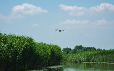 bird flying over a reeds and lake