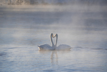 Two swans in love swim beautifully on a winter lake. 