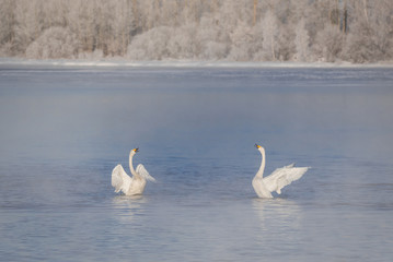 Two swans in love swim beautifully on a winter lake. 