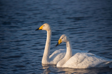 Two swans in love swim beautifully on a winter lake. 