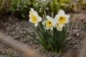 Foto op Canvas White-yellow daffodils in the garden © filirovska