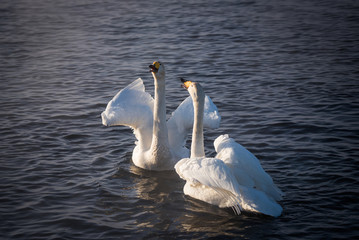 Two swans in love swim beautifully on a winter lake. "Lebedinyj" Swan Nature Reserve, "Svetloye" lake, Urozhaynoye Village, Sovetsky District, Altai region, Russia