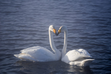 Two swans in love swim beautifully on a winter lake. "Lebedinyj" Swan Nature Reserve, "Svetloye" lake, Urozhaynoye Village, Sovetsky District, Altai region, Russia © Nikolay Denisov