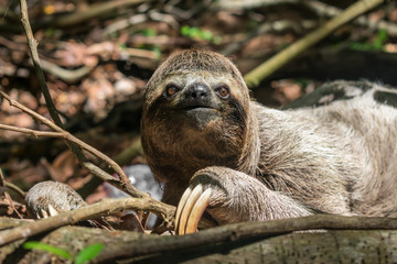 Three toed brown-throated sloth on the ground in the Atlantic forest - Itamaraca island, Pernambuco...