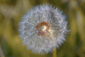 Fluffy white dandelion with fallen seeds on a bud on a bright green background.