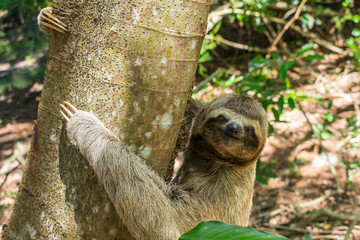 Cute sloth on a tree looking at the camera - Itamaraca island, Pernambuco state, Brazil