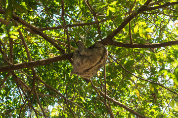 Three toed brown-throated sloth climbing a tree in the Atlantic forest - Itamaraca island, Pernambuco state, Brazil