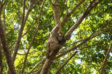 Three toed brown-throated sloth climbing a tree in the Atlantic forest - Itamaraca island, Pernambuco state, Brazil