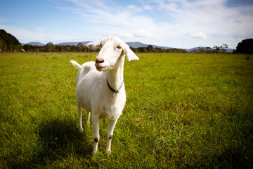 Obraz na płótnie Canvas Solo Goat in A Field