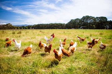 Tafelkleed Kippen in een veld © FiledIMAGE