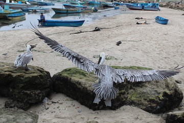 Volar