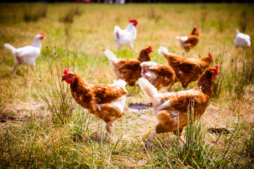 Chickens In A Field