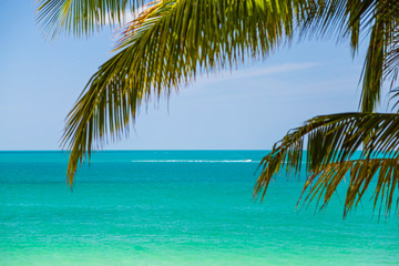 Fototapeta na wymiar Ocean turquoise hanging palm trees