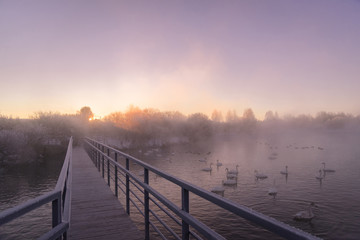 Naklejka premium Frosted tree branches on a frosty winter morning in the fog. 