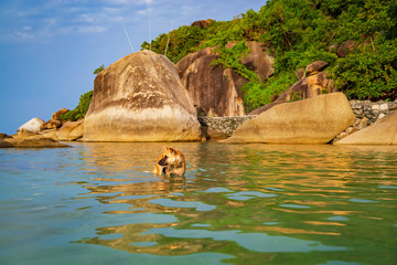Big dog swimming in the sea on the background of large stones at sunset