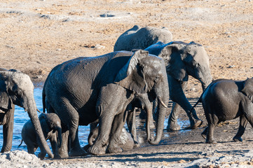 A herd of African Elephants -Loxodonta Africana- Drinking from, and bathing, in the Chudop Waterhole in Etosha National Park, Namibia.