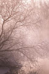 Frosted tree branches on a frosty winter morning in the fog. 